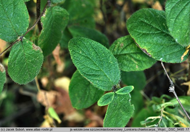 Lonicera chaetocarpa (suchodrzew szczeciniastoowocowy)