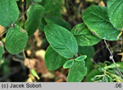 Lonicera chaetocarpa (suchodrzew szczeciniastoowocowy)