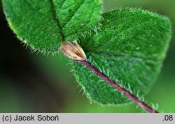 Lonicera chaetocarpa (suchodrzew szczeciniastoowocowy)