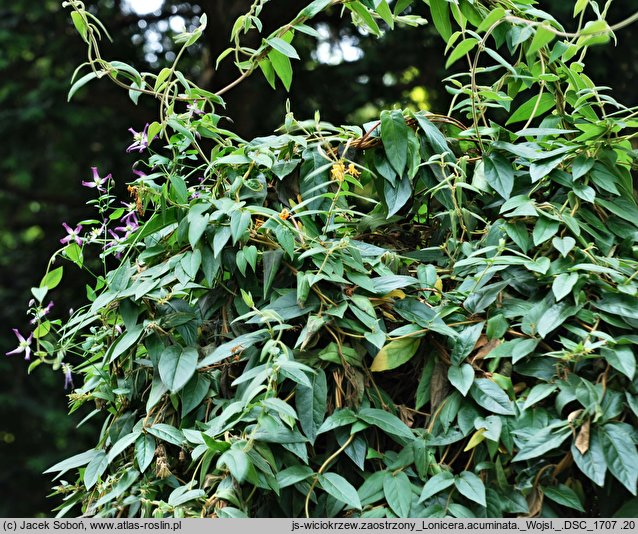 Lonicera acuminata (wiciokrzew zaostrzony)