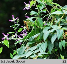 Lonicera acuminata (wiciokrzew zaostrzony)