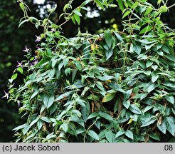 Lonicera acuminata (wiciokrzew zaostrzony)