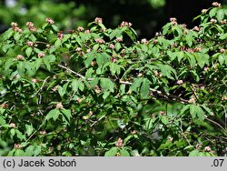 Lonicera caucasica (suchodrzew kaukaski)