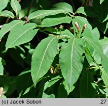 Lonicera caucasica (suchodrzew kaukaski)