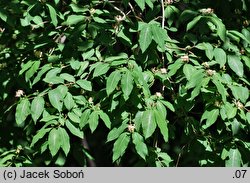 Lonicera caucasica (suchodrzew kaukaski)