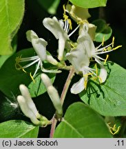 Lonicera quinquelocularis