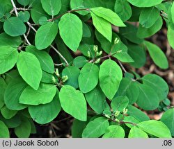 Lonicera ramosissima (suchodrzew rozgałęziony)