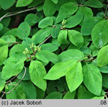 Lonicera ramosissima (suchodrzew rozgałęziony)