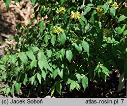 Lonicera chrysantha var. chrysantha (suchodrzew mandżurski)