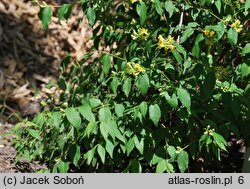 Lonicera chrysantha var. chrysantha (suchodrzew mandżurski)