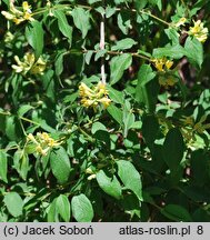 Lonicera chrysantha var. chrysantha (suchodrzew mandżurski)