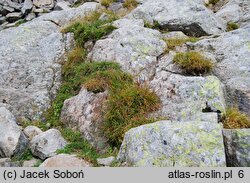 Poa alpina (wiechlina alpejska)