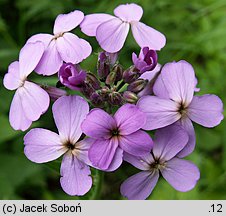 Hesperis matronalis ssp. matronalis