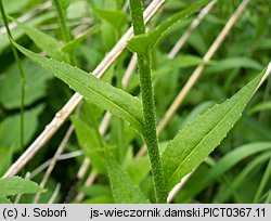 Hesperis matronalis ssp. matronalis