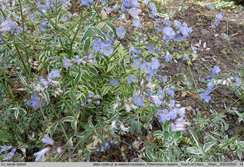 Polemonium reptans Touch of Class