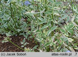 Polemonium reptans Touch of Class
