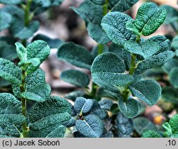 Salix ×boydii (wierzba Boyda)