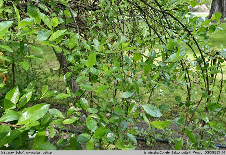 Salix ×cottetii (wierzba Cotteta)