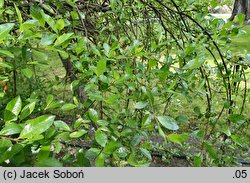 Salix ×cottetii (wierzba Cotteta)