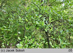 Salix ×cottetii (wierzba Cotteta)