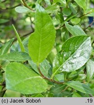 Salix ×cottetii (wierzba Cotteta)