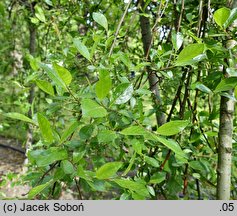 Salix ×cottetii (wierzba Cotteta)