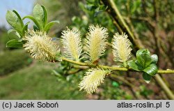 Salix ×wimmeriana (wierzba Wimmera)