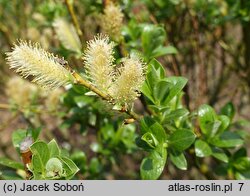 Salix ×wimmeriana (wierzba Wimmera)