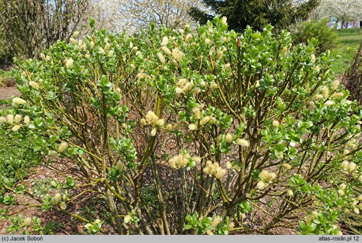 Salix ×wimmeriana (wierzba Wimmera)