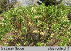 Salix ×wimmeriana (wierzba Wimmera)