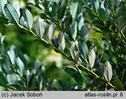 Salix ×wimmeriana (wierzba Wimmera)