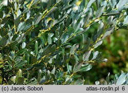 Salix ×wimmeriana (wierzba Wimmera)