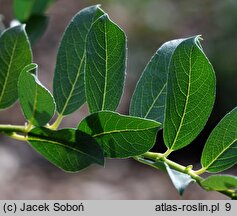 Salix ×wimmeriana (wierzba Wimmera)