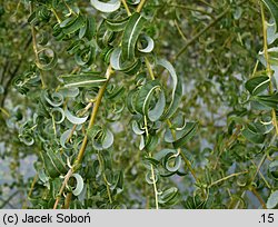 Salix babylonica Crispa