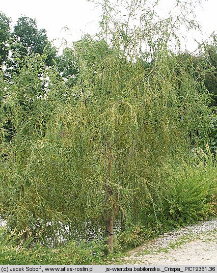 Salix babylonica Crispa