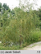 Salix babylonica Crispa