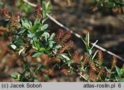 Salix myrtilloides (wierzba borówkolistna)