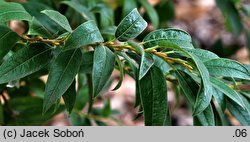 Salix subopposita (wierzba dalekowschodnia)