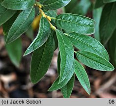 Salix subopposita (wierzba dalekowschodnia)