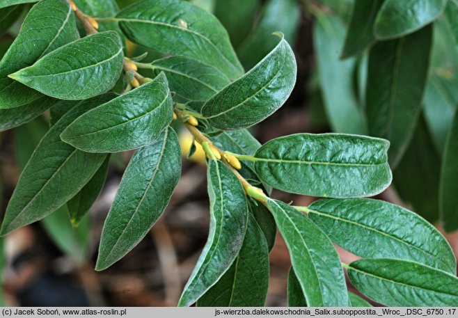 Salix subopposita (wierzba dalekowschodnia)