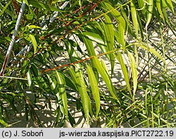 Salix acutifolia