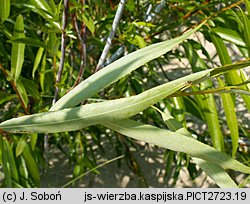 Salix acutifolia