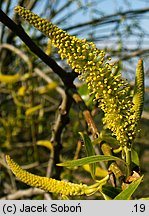 Salix fragilis (wierzba krucha)