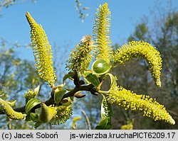 Salix fragilis (wierzba krucha)