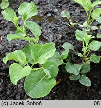 Salix nakamurana ssp. kurilensis (wierzba kurylska)