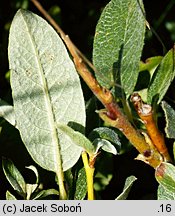 Salix lapponum (wierzba lapońska)