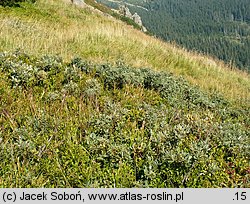 Salix lapponum (wierzba lapońska)