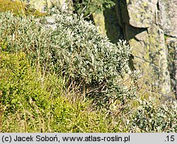 Salix lapponum (wierzba lapońska)