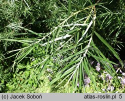 Salix exigua (wierzba mała)