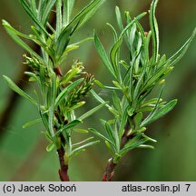 Salix exigua (wierzba mała)